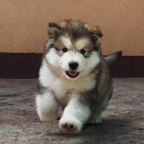 Alaska Malamute