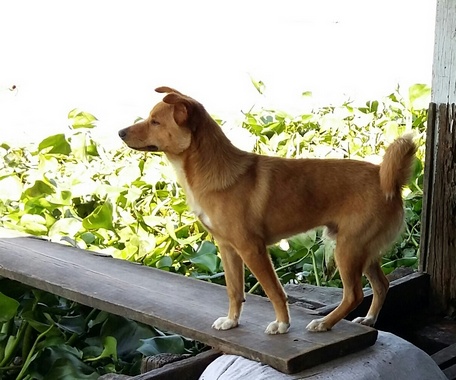 Chó cỏ Việt Nam