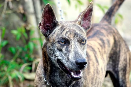 Phú Quốc Ridgeback